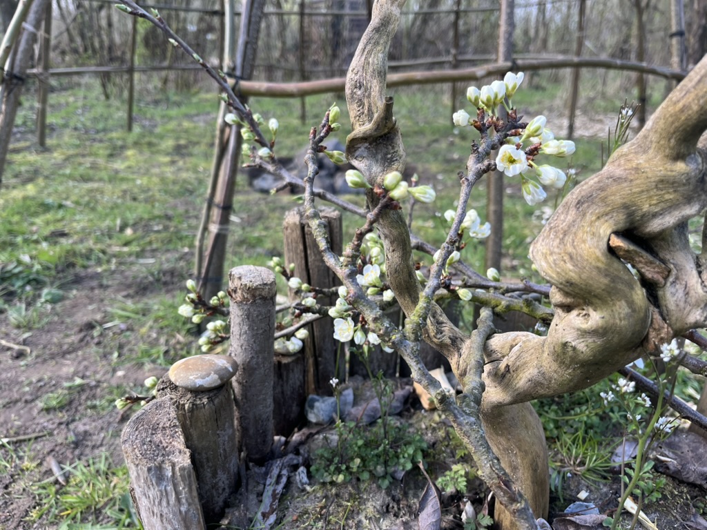 zweethut ceremonie lente